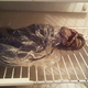 Illustration for article titled A Crazy Woman Kept a Rotting Vegetable in Her Fridge for Two Years Because She Thought It Was an Alien